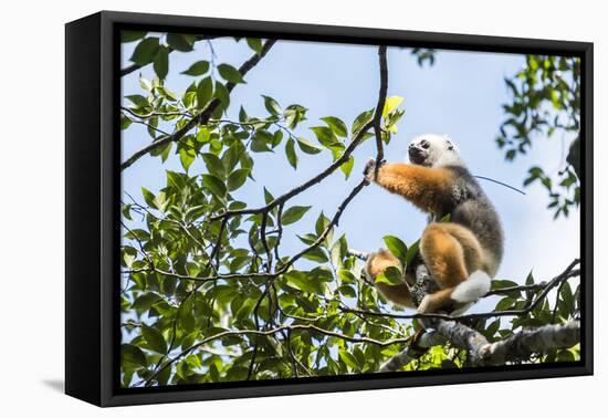 Diademed Sifaka (Propithecus Diadema), a Large Lemur in Perinet Reserve-Matthew Williams-Ellis-Framed Premier Image Canvas