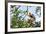 Diademed Sifaka (Propithecus Diadema), a Large Lemur in Perinet Reserve-Matthew Williams-Ellis-Framed Photographic Print