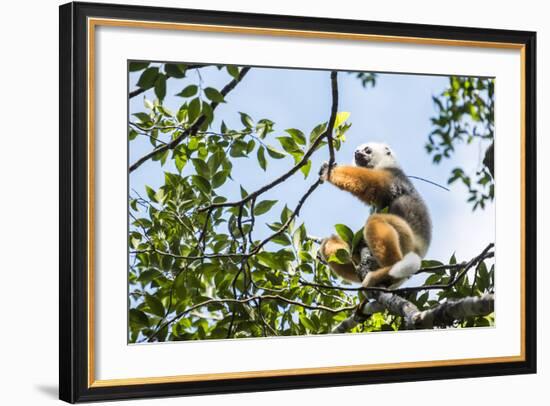 Diademed Sifaka (Propithecus Diadema), a Large Lemur in Perinet Reserve-Matthew Williams-Ellis-Framed Photographic Print