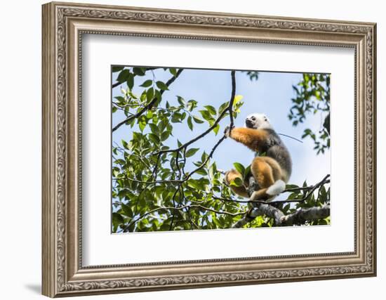 Diademed Sifaka (Propithecus Diadema), a Large Lemur in Perinet Reserve-Matthew Williams-Ellis-Framed Photographic Print