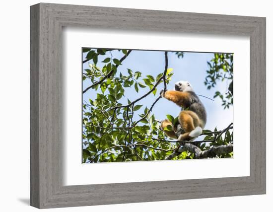 Diademed Sifaka (Propithecus Diadema), a Large Lemur in Perinet Reserve-Matthew Williams-Ellis-Framed Photographic Print