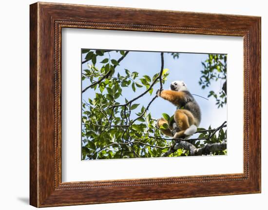 Diademed Sifaka (Propithecus Diadema), a Large Lemur in Perinet Reserve-Matthew Williams-Ellis-Framed Photographic Print