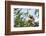 Diademed Sifaka (Propithecus Diadema), a Large Lemur in Perinet Reserve-Matthew Williams-Ellis-Framed Photographic Print