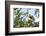 Diademed Sifaka (Propithecus Diadema), a Large Lemur in Perinet Reserve-Matthew Williams-Ellis-Framed Photographic Print