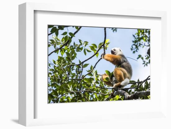 Diademed Sifaka (Propithecus Diadema), a Large Lemur in Perinet Reserve-Matthew Williams-Ellis-Framed Photographic Print