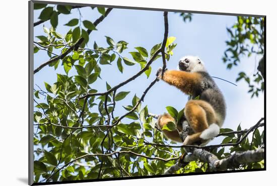 Diademed Sifaka (Propithecus Diadema), a Large Lemur in Perinet Reserve-Matthew Williams-Ellis-Mounted Photographic Print