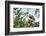 Diademed Sifaka (Propithecus Diadema), a Large Lemur in Perinet Reserve-Matthew Williams-Ellis-Framed Photographic Print