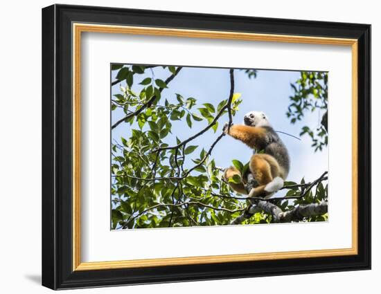 Diademed Sifaka (Propithecus Diadema), a Large Lemur in Perinet Reserve-Matthew Williams-Ellis-Framed Photographic Print