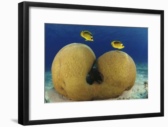 Diagonal Butterflyfish-null-Framed Photographic Print