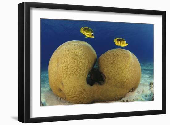 Diagonal Butterflyfish-null-Framed Photographic Print
