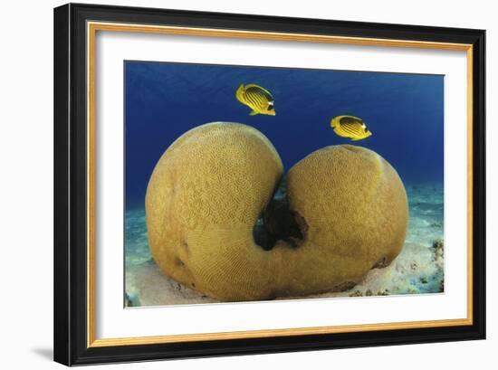 Diagonal Butterflyfish-null-Framed Photographic Print