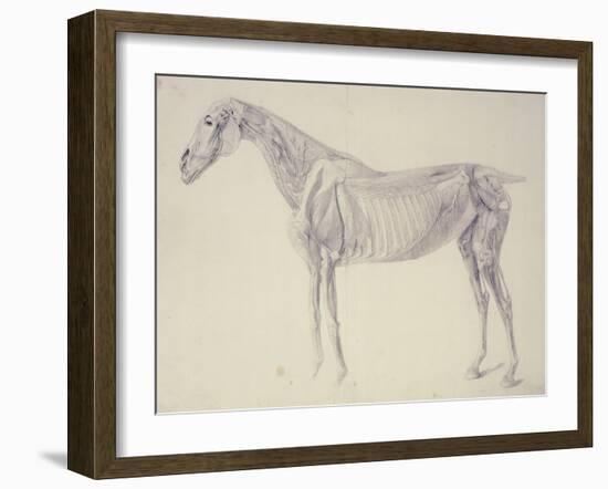 Diagram from 'The Anatomy of the Horse' (Engraving)-George Stubbs-Framed Giclee Print