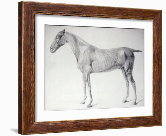 Diagram from The Anatomy of the Horse-George Stubbs-Framed Giclee Print