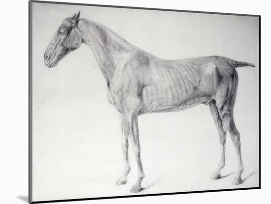 Diagram from The Anatomy of the Horse-George Stubbs-Mounted Giclee Print