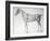 Diagram from The Anatomy of the Horse-George Stubbs-Framed Giclee Print