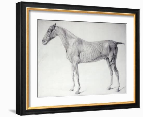 Diagram from The Anatomy of the Horse-George Stubbs-Framed Giclee Print