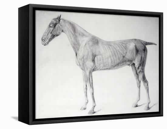Diagram from The Anatomy of the Horse-George Stubbs-Framed Premier Image Canvas