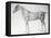 Diagram from The Anatomy of the Horse-George Stubbs-Framed Premier Image Canvas