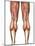 Diagram Illustrating Muscle Groups On Back of Human Legs-Stocktrek Images-Mounted Photographic Print