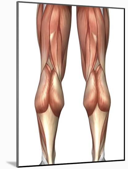 Diagram Illustrating Muscle Groups On Back of Human Legs-Stocktrek Images-Mounted Photographic Print