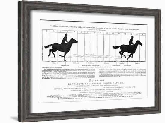 Diagram of a Horse in Motion-Eadweard Muybridge-Framed Giclee Print