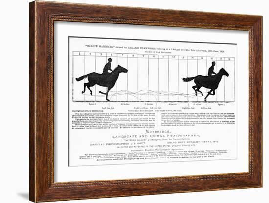 Diagram of a Horse in Motion-Eadweard Muybridge-Framed Giclee Print