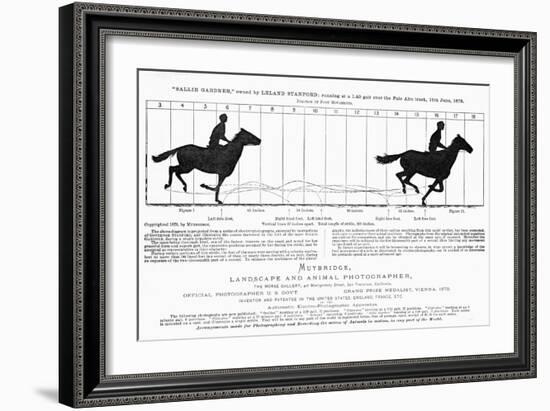 Diagram of a Horse in Motion-Eadweard Muybridge-Framed Giclee Print