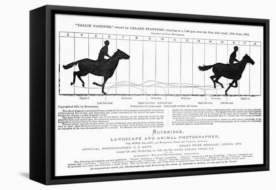 Diagram of a Horse in Motion-Eadweard Muybridge-Framed Premier Image Canvas