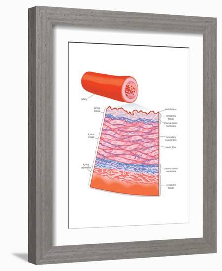 Diagram of an Artery-Encyclopaedia Britannica-Framed Art Print