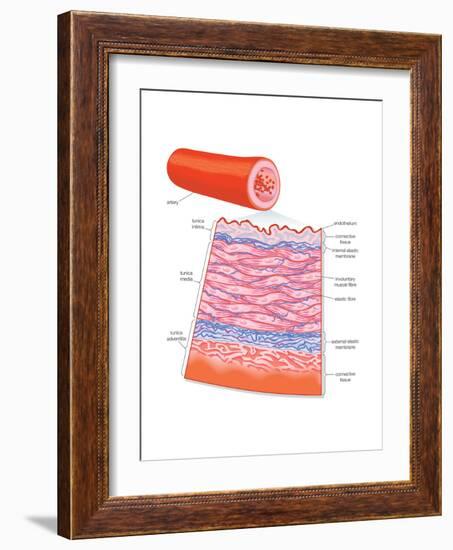 Diagram of an Artery-Encyclopaedia Britannica-Framed Art Print