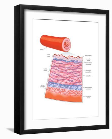 Diagram of an Artery-Encyclopaedia Britannica-Framed Art Print