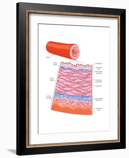 Diagram of an Artery-Encyclopaedia Britannica-Framed Art Print