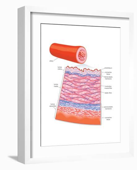 Diagram of an Artery-Encyclopaedia Britannica-Framed Art Print