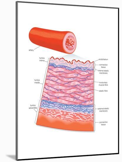 Diagram of an Artery-Encyclopaedia Britannica-Mounted Art Print