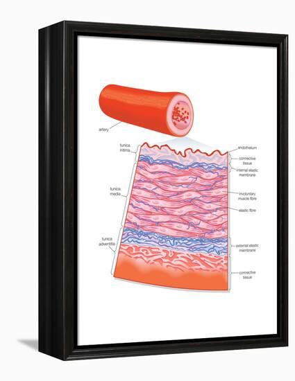 Diagram of an Artery-Encyclopaedia Britannica-Framed Stretched Canvas