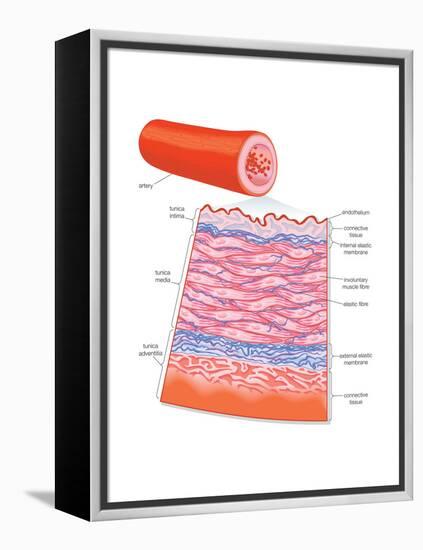 Diagram of an Artery-Encyclopaedia Britannica-Framed Stretched Canvas