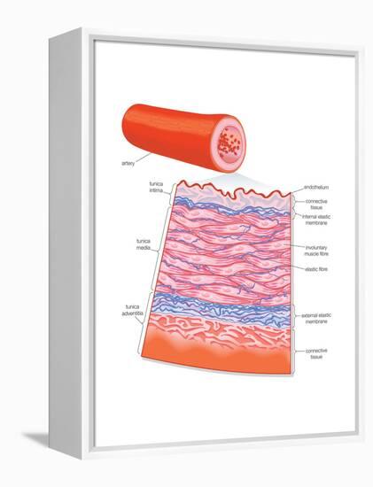 Diagram of an Artery-Encyclopaedia Britannica-Framed Stretched Canvas