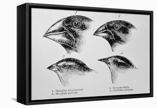 Diagram of Beaks of Galapagos Finches by Darwin-Jeremy Burgess-Framed Premier Image Canvas