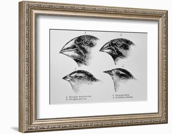 Diagram of Beaks of Galapagos Finches by Darwin-Jeremy Burgess-Framed Photographic Print