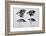 Diagram of Beaks of Galapagos Finches by Darwin-Jeremy Burgess-Framed Photographic Print