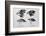 Diagram of Beaks of Galapagos Finches by Darwin-Jeremy Burgess-Framed Photographic Print