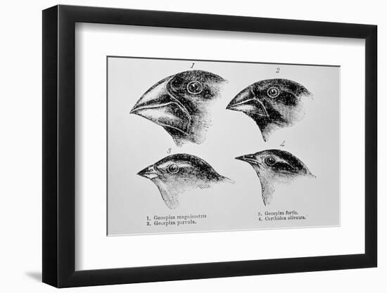 Diagram of Beaks of Galapagos Finches by Darwin-Jeremy Burgess-Framed Photographic Print