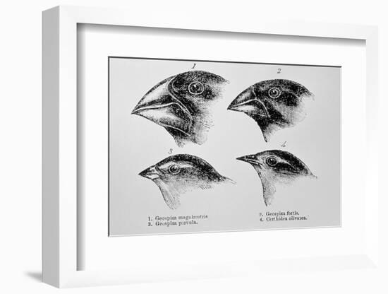 Diagram of Beaks of Galapagos Finches by Darwin-Jeremy Burgess-Framed Photographic Print