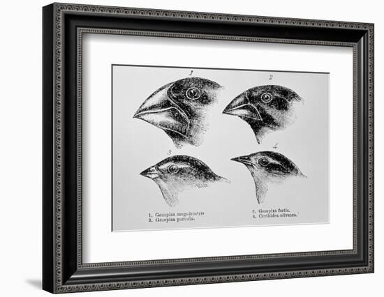 Diagram of Beaks of Galapagos Finches by Darwin-Jeremy Burgess-Framed Photographic Print