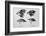 Diagram of Beaks of Galapagos Finches by Darwin-Jeremy Burgess-Framed Photographic Print