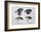 Diagram of Beaks of Galapagos Finches by Darwin-Jeremy Burgess-Framed Photographic Print