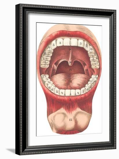 Diagram of Mouth and Teeth-null-Framed Art Print