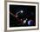 Diagram of Paths Taken by the 2 Voyager Spacecraft-Julian Baum-Framed Photographic Print