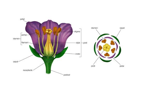 Flower Cross Section Diagram Flower Cross Section Diagram