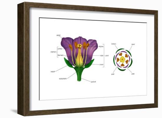 Diagram on Right Shows Arrangement of Floral Parts in Cross Section at the Flower's Base. Plants-Encyclopaedia Britannica-Framed Art Print